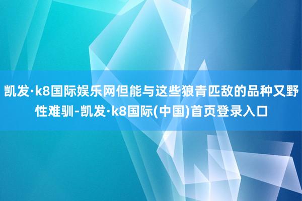 凯发·k8国际娱乐网但能与这些狼青匹敌的品种又野性难驯-凯发·k8国际(中国)首页登录入口